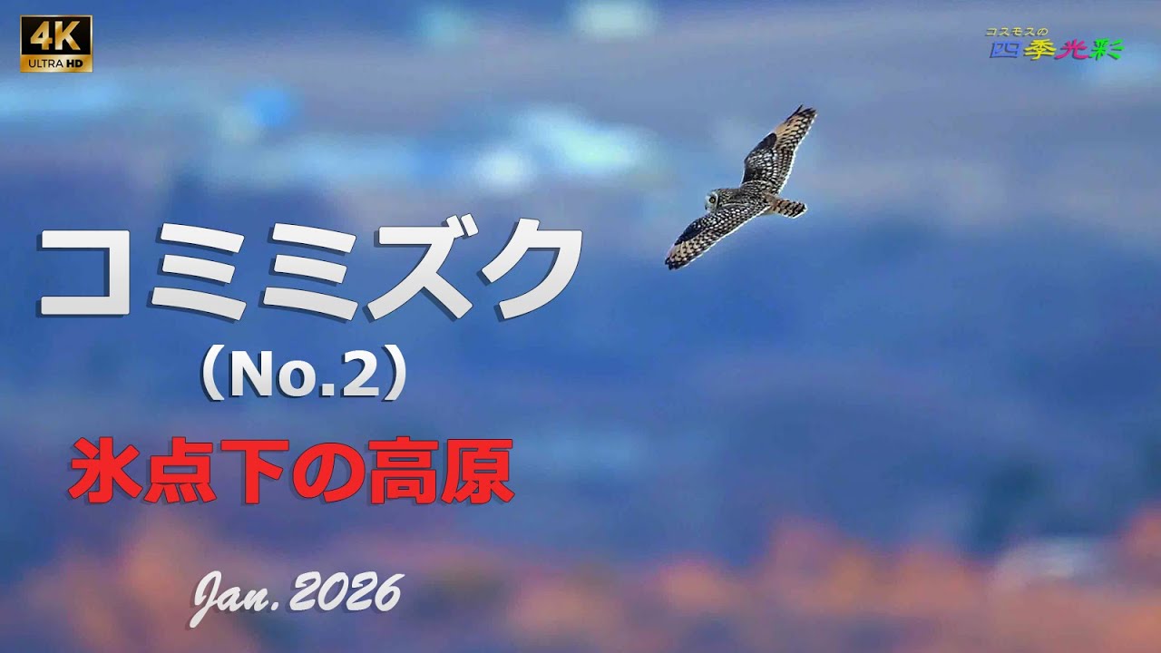 2026 コミミズク（２）氷点下の高原【4ｋ】／山岳詩＿NikonＺ9