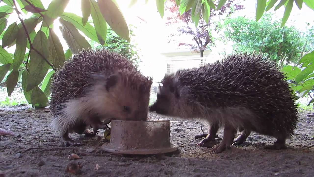 My hedgehog friends in the garden