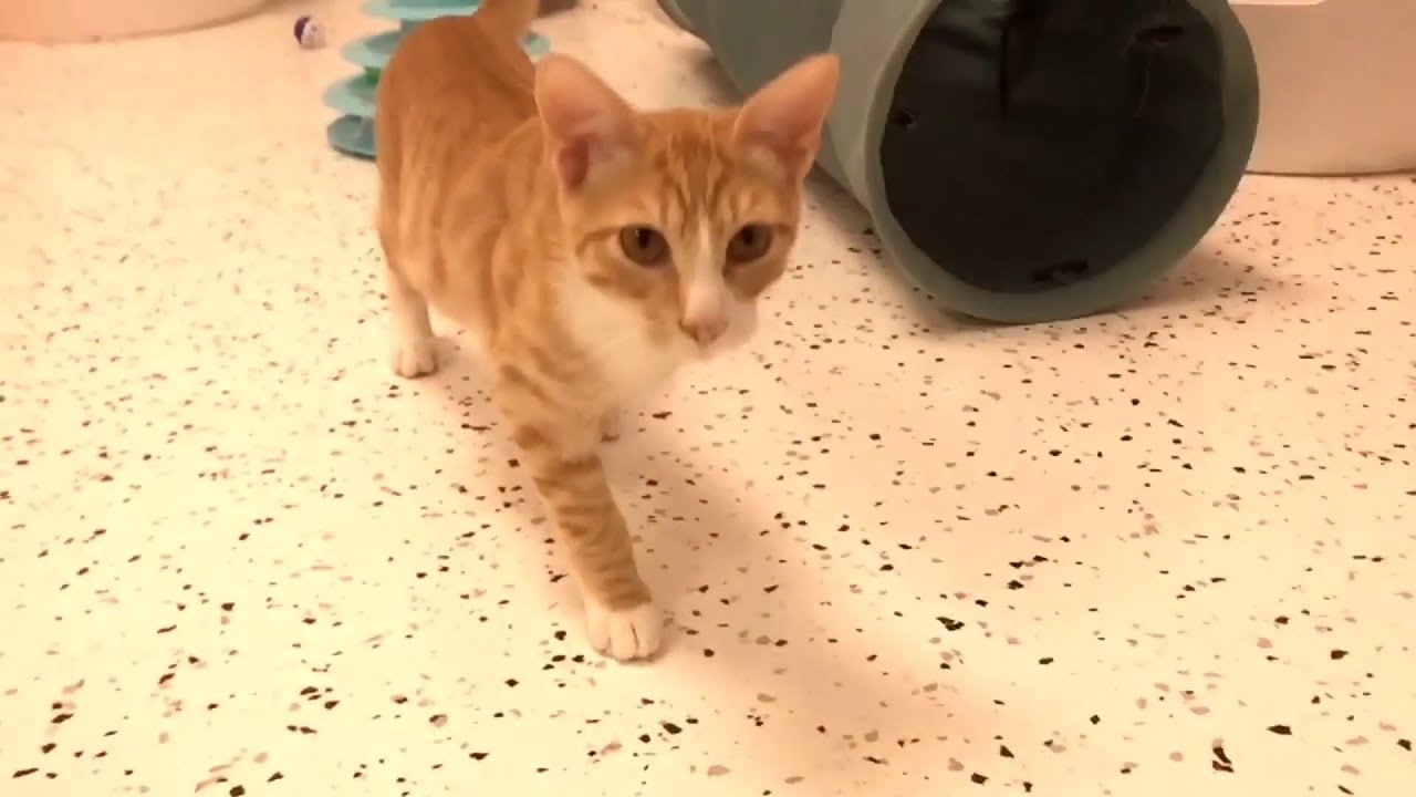 Love Me True Cat Rescue | River City Live