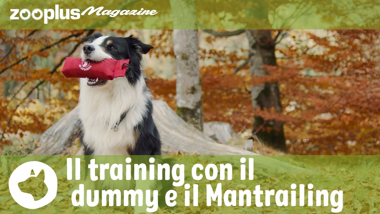 Training con il dummy & Mantrailing: di che si tratta?