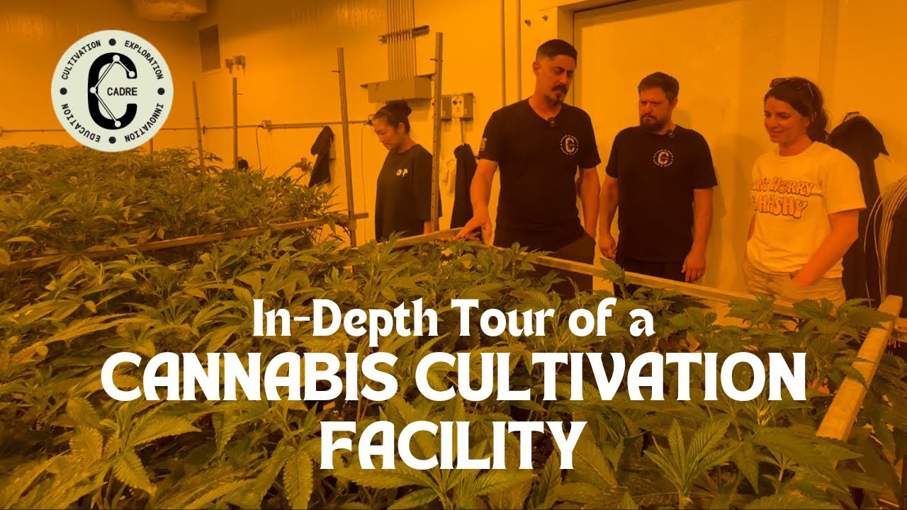 EPIC Tour of an indoor grow facility in California- Cadre Cannabis!