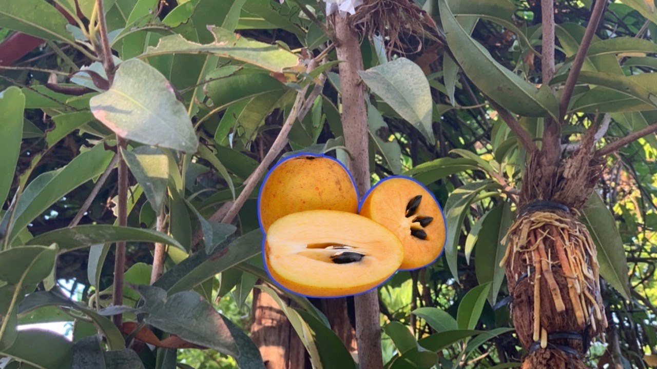 How To Air Layering Sapodilla Tree Completed Guide | Daily Life and Nature