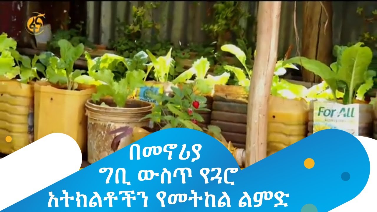 በመኖሪያ ግቢ ውስጥ የጓሮ አትክልቶችን የመትከል ልምድ