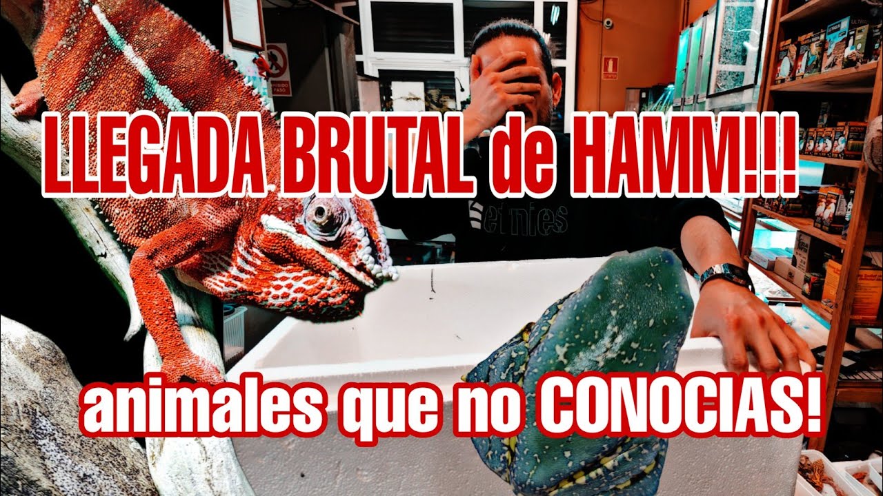 UNBOXING!!! Llegada IMPRESIONANTE de especies! Hamm nos hace volvernos LOCOS!!!