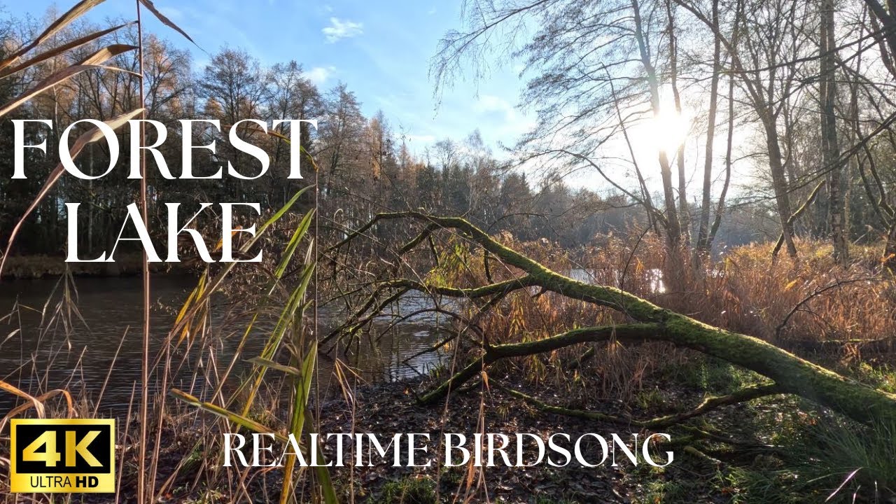 4K Autumn Lake – 8 Hours NO LOOP Birdsong – Calm Forest Lake Ambience – Relaxing Nature Sounds