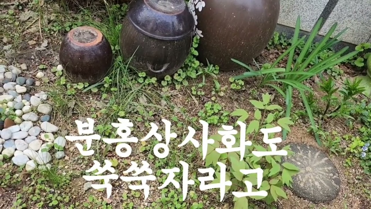 3월 비료주기/알비료로 꽃과 나무를 풍성하게 만들기🌷🪴🌺🌼