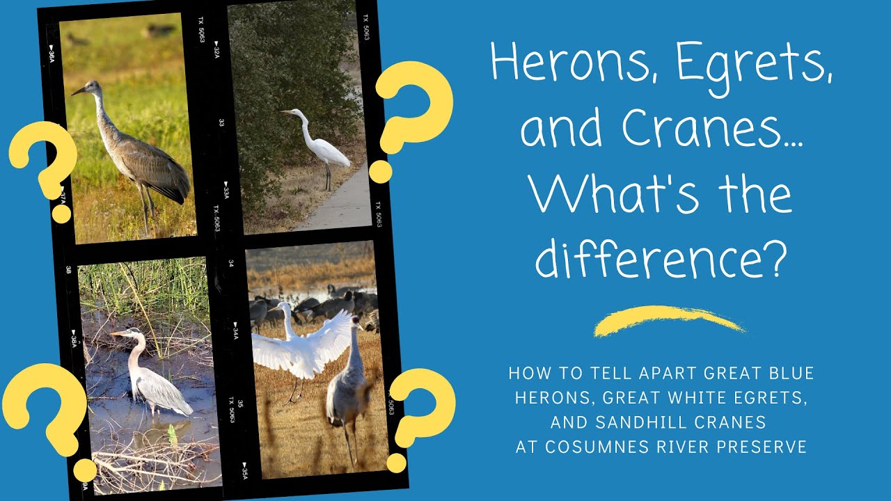 Egrets, Herons, and Cranes - What's the difference?
