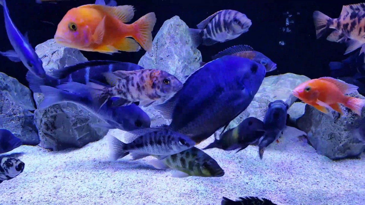 Malawi haps and peacocks cichlids