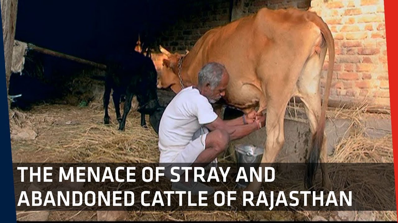 Bovine Intrusion: How Gau Raksha is Hurting Rajasthan's Rural Economy