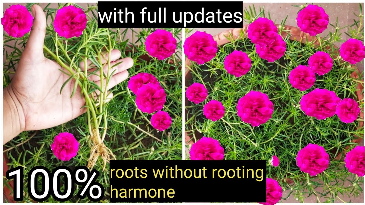How to grow portulaca/moss rose/table rose/9,o clock plant from cuttings (with full updates).