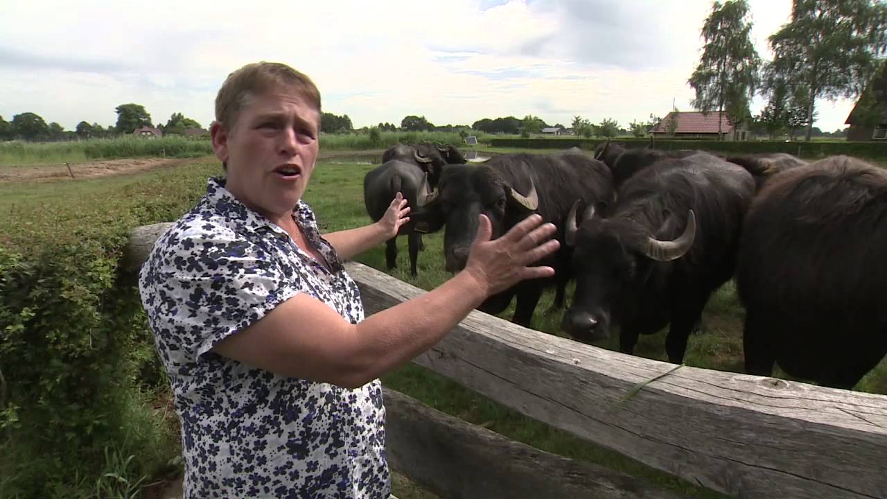 FeelFood   Denekamp   Hardenberg   Waterbuffels