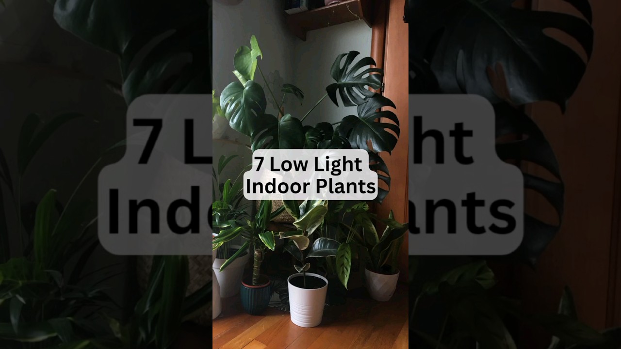 7 Low Light Indoor Plants | #shorts #indoorplants #naturelovers