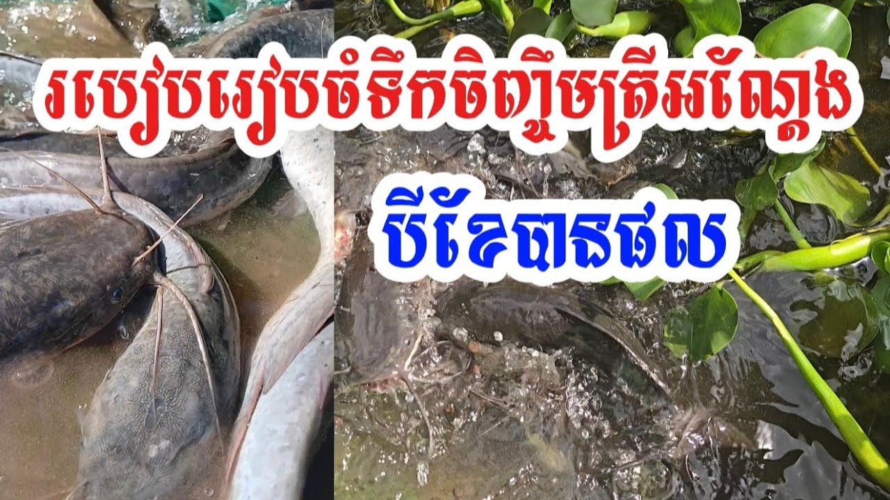 របៀបរៀបចំទឹកចិញ្ចឹមត្រីអណ្តែងអោយបានល្អ | របៀបចិញ្ចឹមត្រីអណ្តែង