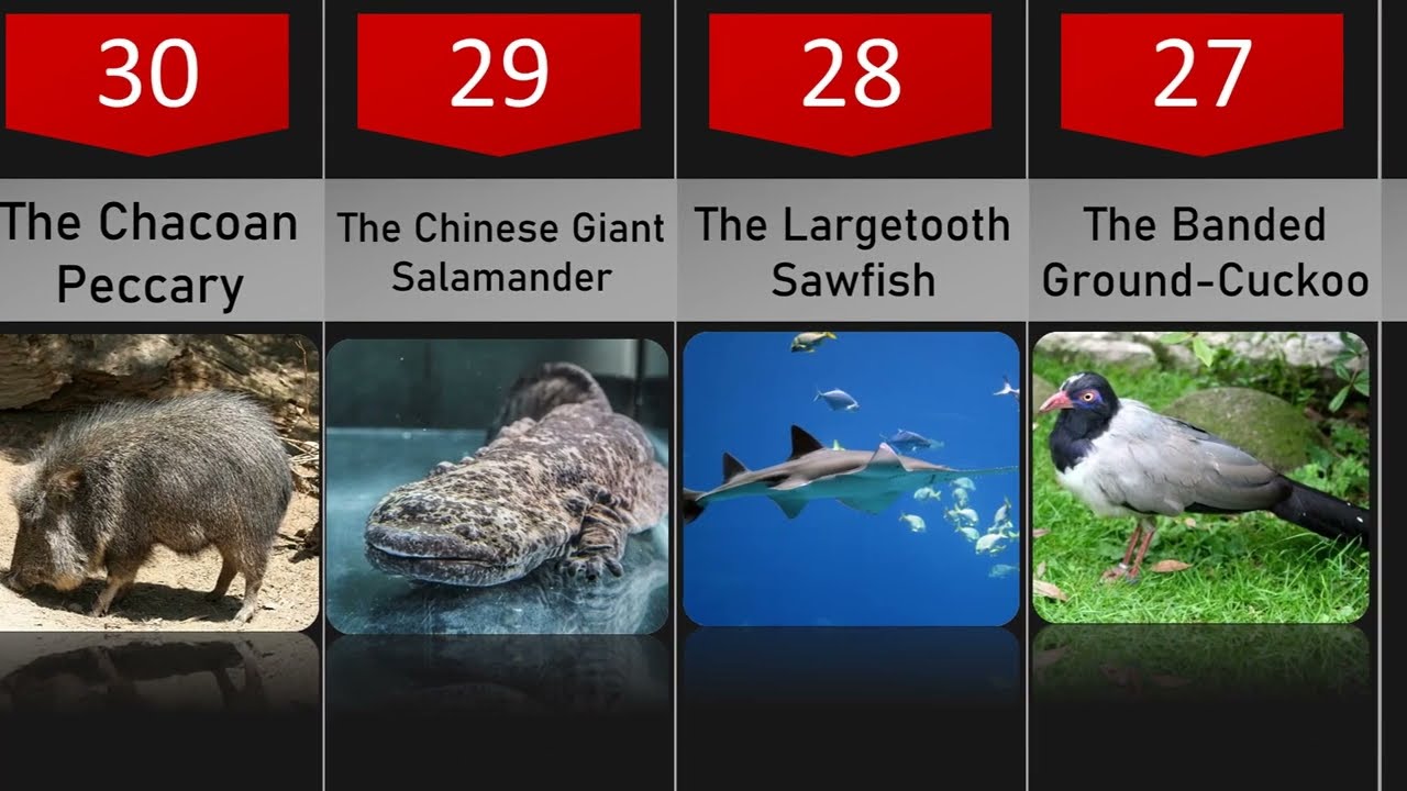 30 Rarest Animals That Actually Exist