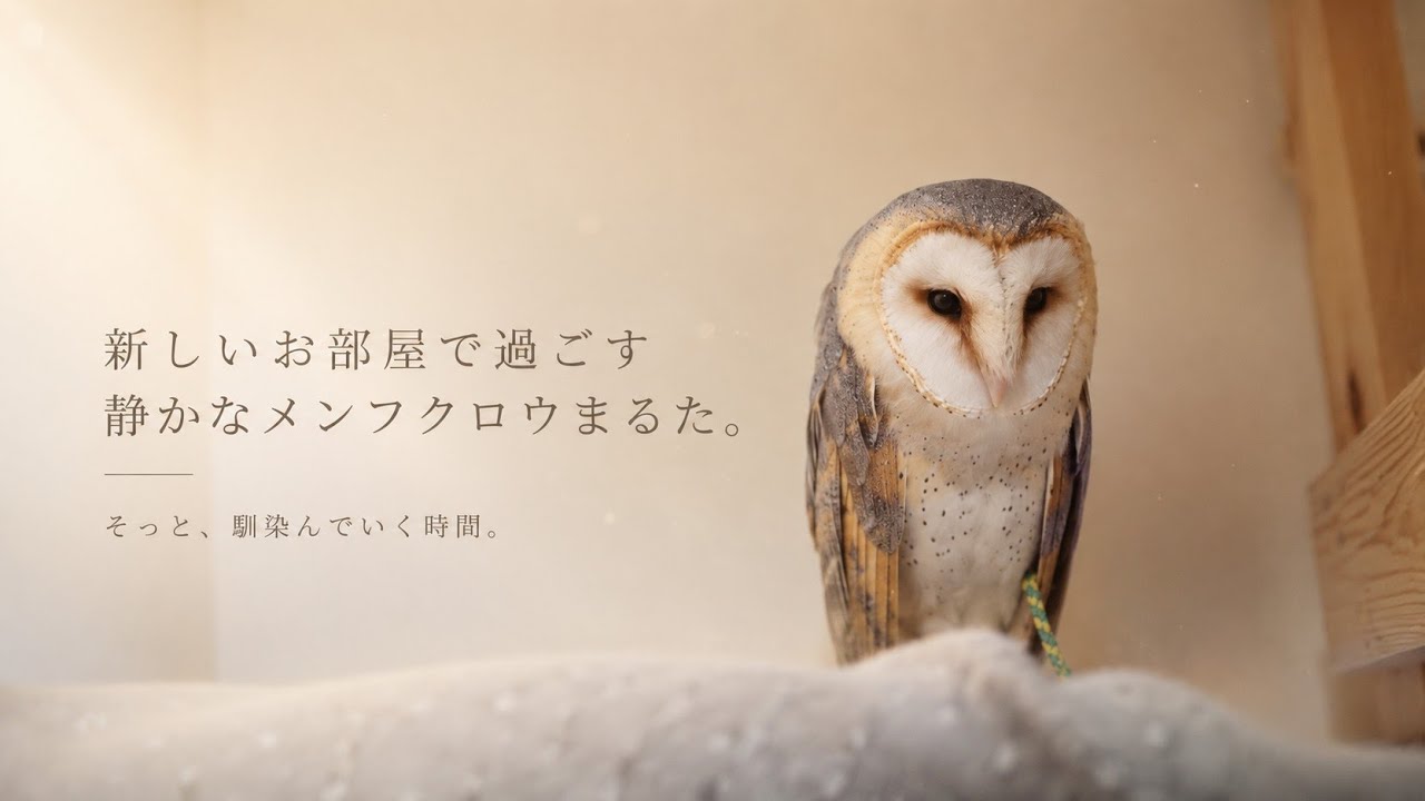 【寝落ち用】新しいお部屋で過ごす静かなメンフクロウまるたの夜#フクロウ#癒し動画#寝落ち用