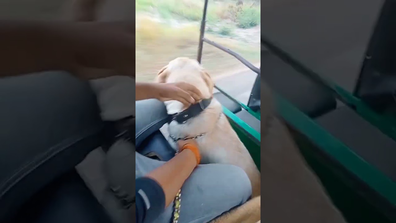 lebrador dog cute dog 