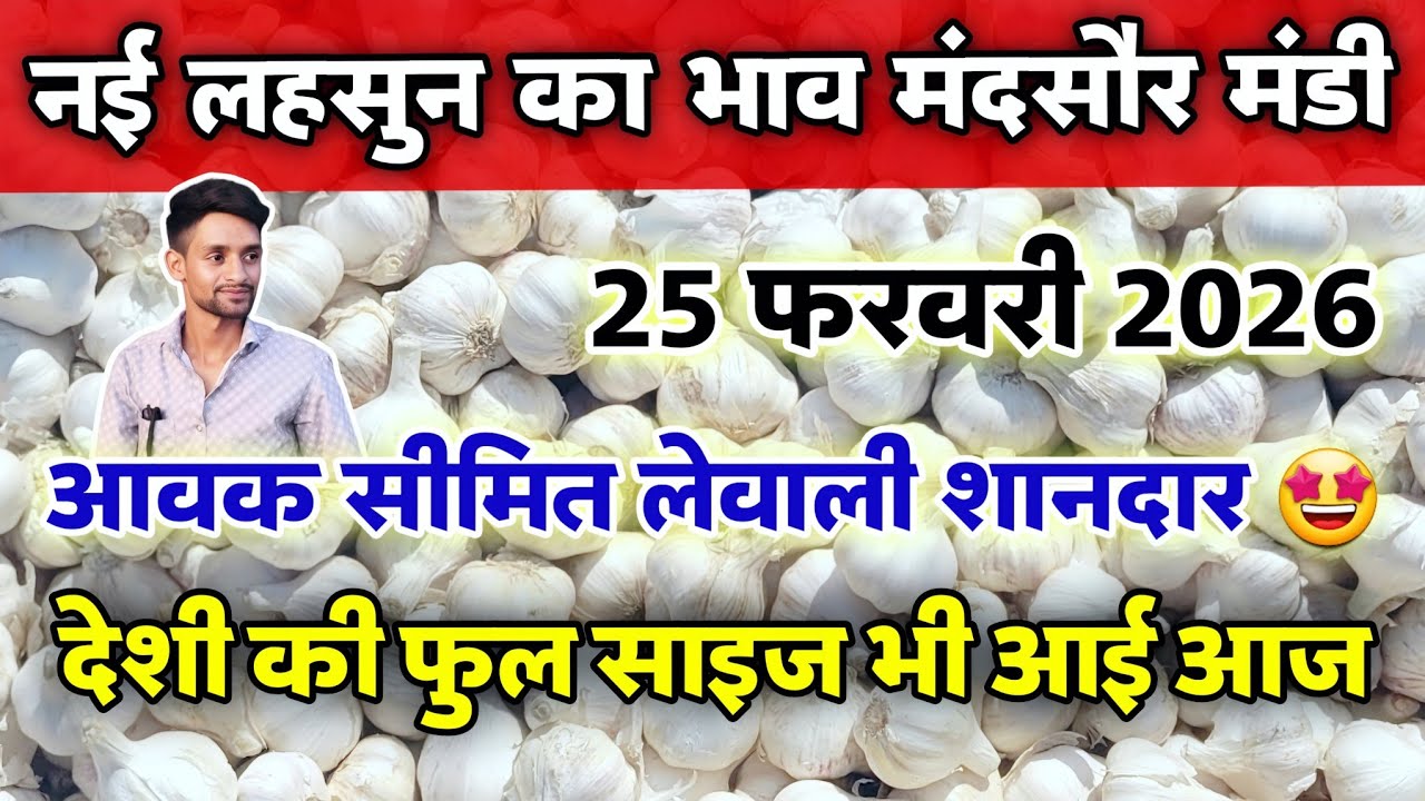 नई लहसुन का भाव मंदसौर मंडी 25 फरवरी 2026 | ooty lahsun | New Garlic Rate #mandsaur_mandi_bhav 