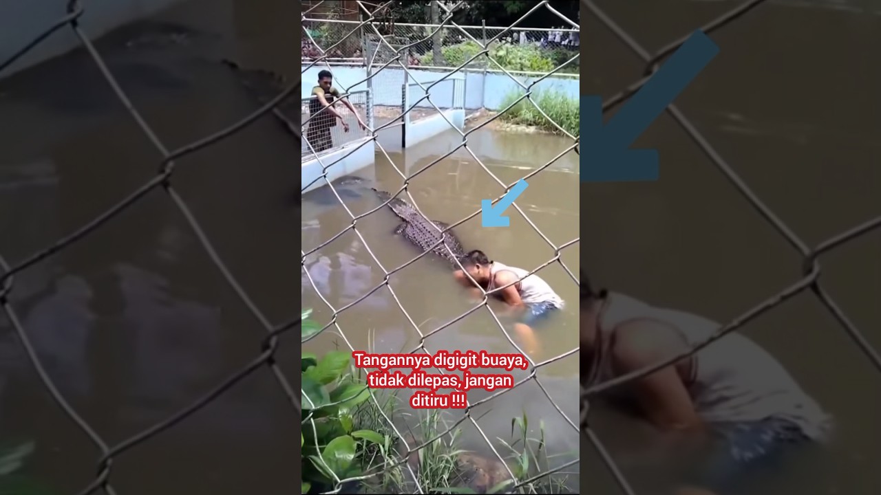 Main Sama Buaya !!! Tangan Diterkam !!! Jangan DiTiru !!!