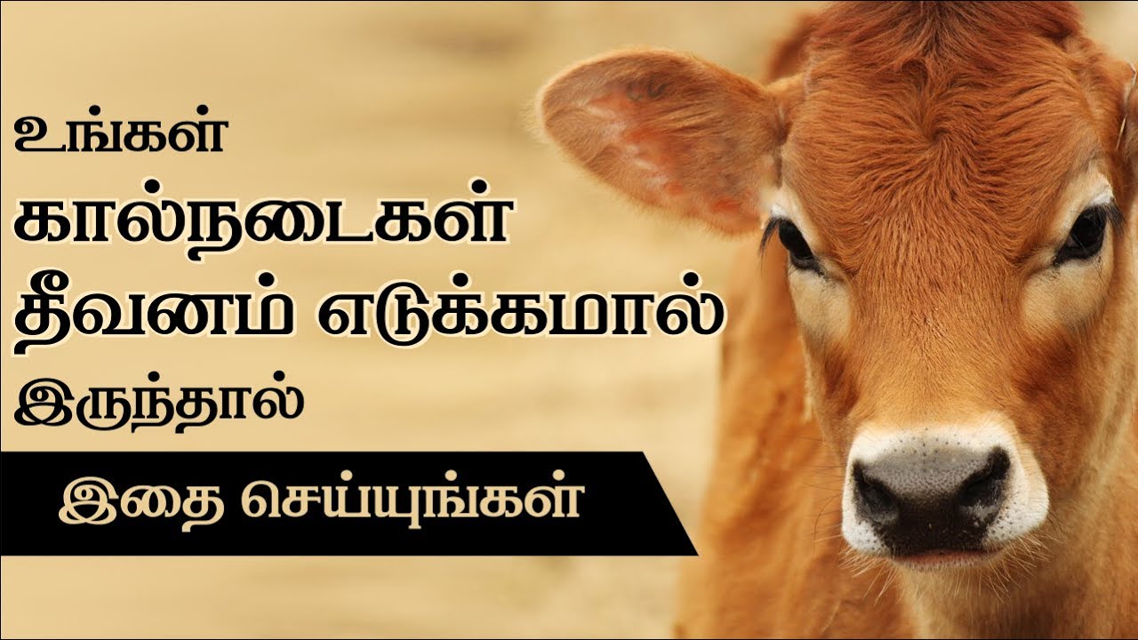 உங்கள் கால்நடைகள் தண்ணீர் குடிக்காமல் இருந்தால் இதுதான் காரணம் | POLUTHORU THAGAVAL