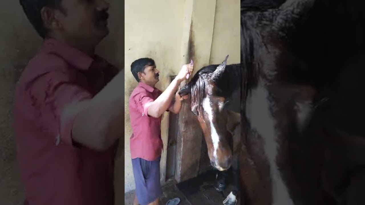 syce Satrughan paswan with indranil 🐎🐎#horse #horselover #horseriding  @Avanish_kumar13