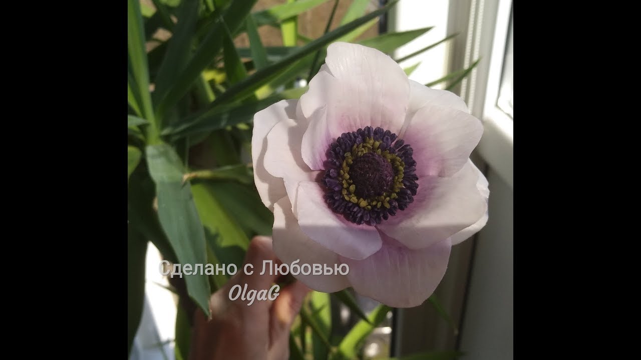 Как сделать Анемон Корончатый из холодного фарфора от Ольги Мурзилкиной