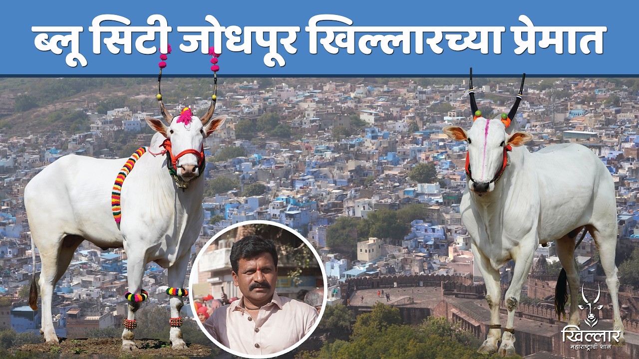 खिल्लार बैलांची भारतभर मागणी | देशी गोवंशाचं मोठं उदाहरण भाग 2 | Khillar Maharashtrachi Shaan 2026