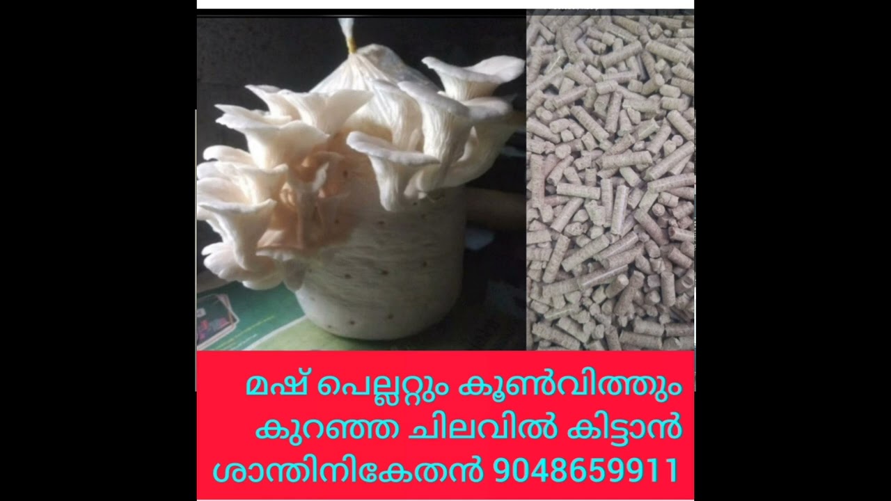 മഷ് പെല്ലറ്റുംകൂൺ വിത്തും കിട്ടാൻ 9048659911 വിളിക്കുക '