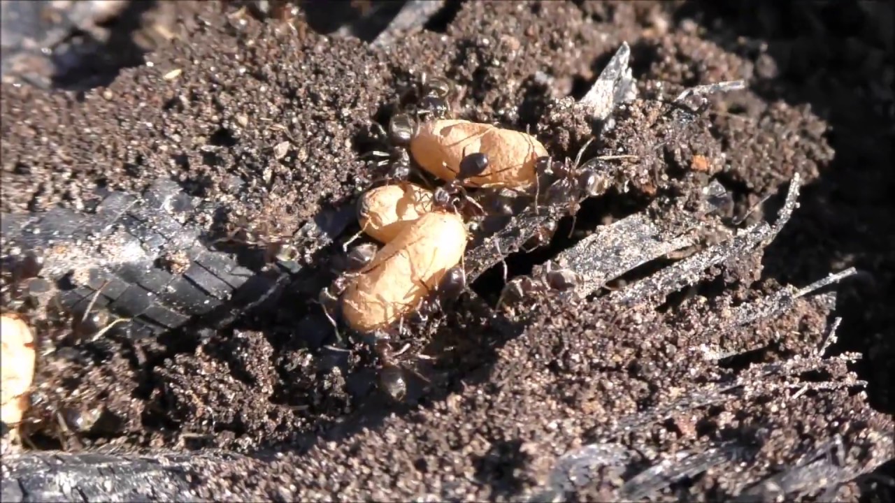 Myror r&auml;ddar sina &auml;gg.