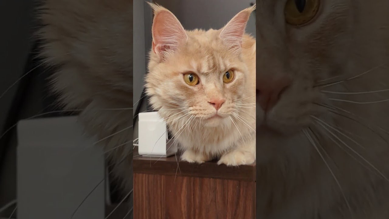 Foxy: what are you looking at? #mainecoon #catlover #cat