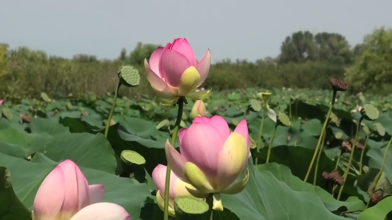 La fioritura dei fiori di loto sul Mincio a Grazie di Curtatone (Mantova)