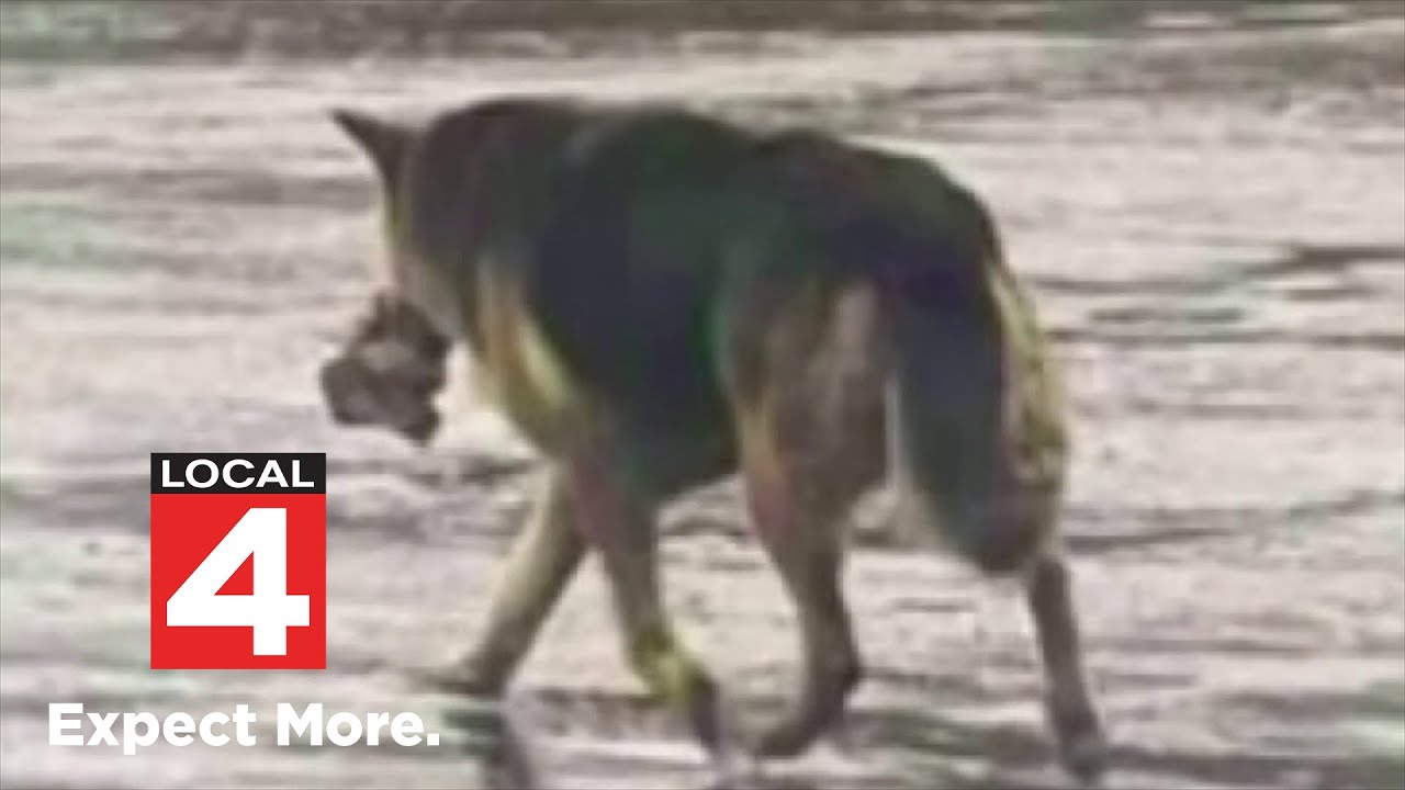 Abandoned dog rescued carrying stuffed animal in Detroit