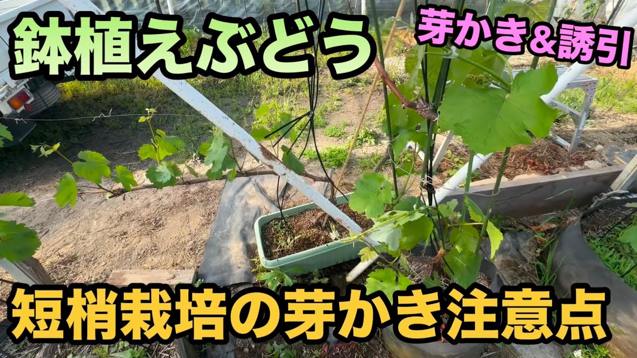 鉢植えぶどう芽かき&誘引〜短梢栽培の芽かきの注意点〜2025-04-30