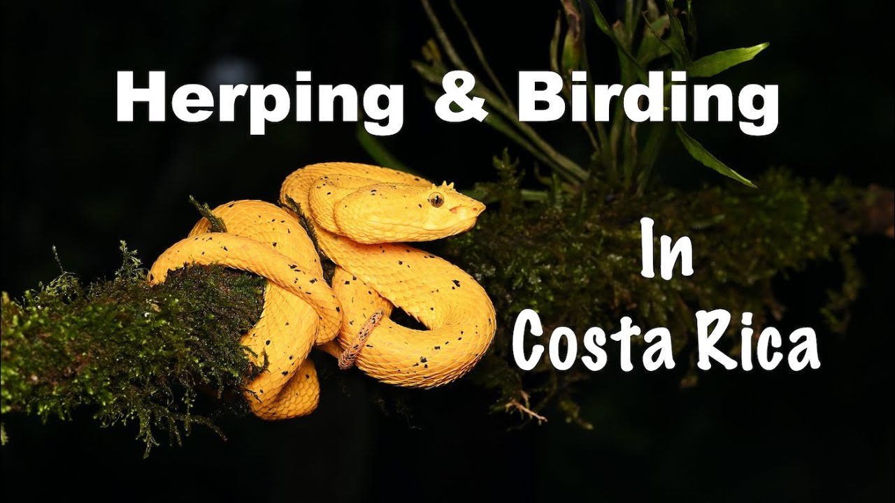 HERPING & BIRDING IN COSTA RICA   4K