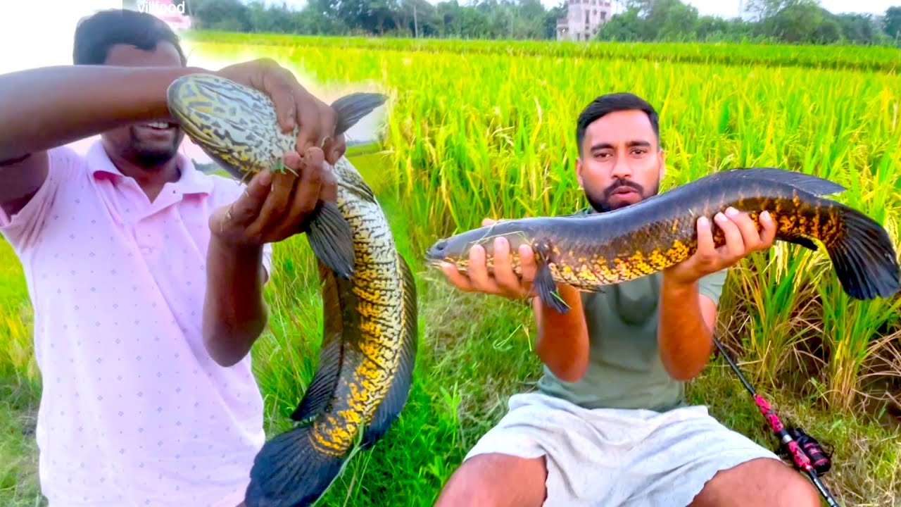 পুকুর থেকে ধরা পাকা শোল দিয়ে মায়ের হাতে আমশোল রান্না খাওয়া | Fishing and cooking | Aam Shol recipe