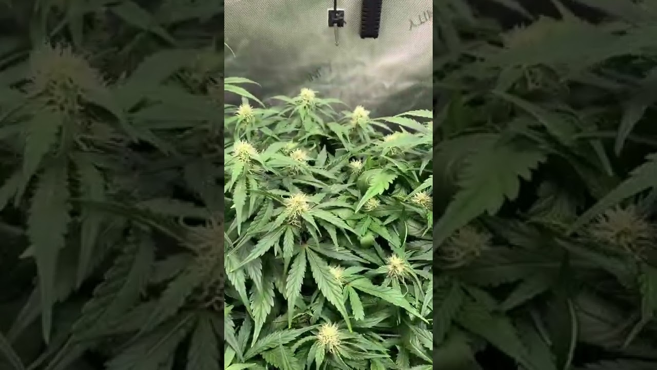 Dutch Passion Autoflower Run White Widow, Colorado Cookies, Cinderella Jack.