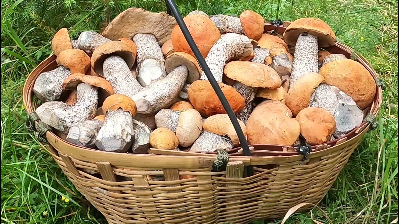 NA HOUBY ! 7. Severní stráň./Czech mushroom harvesting/Сбор грибов в Чехии/