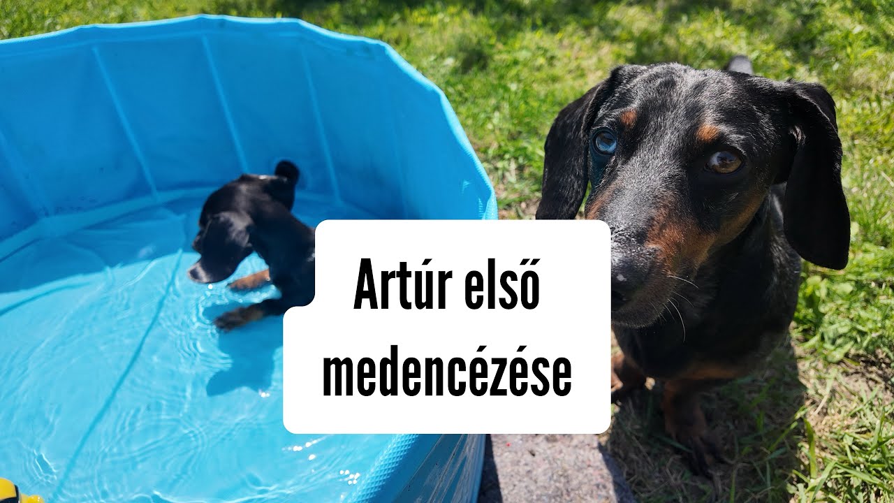 Artúr a kölyök tacsi első vizes élménye 🐶💦 Szereti a vizet ?? #merlinesarturkalandjai