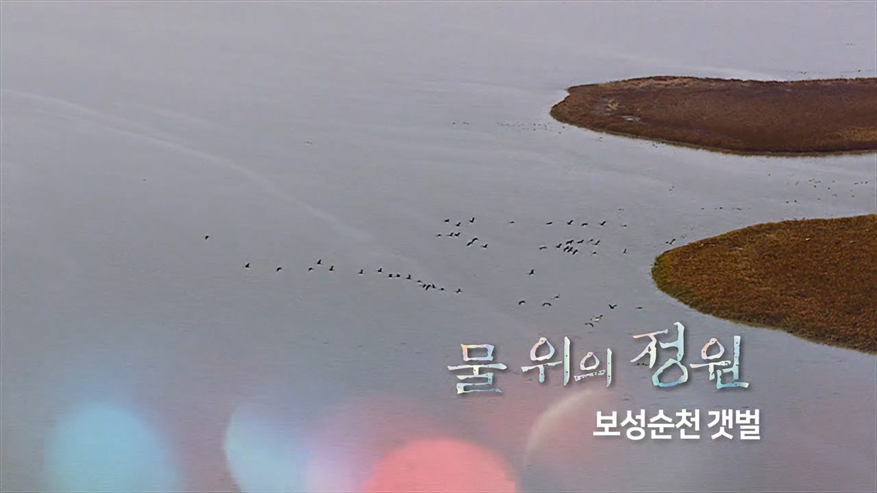[UHD] 물 위의 정원, 보성순천갯벌