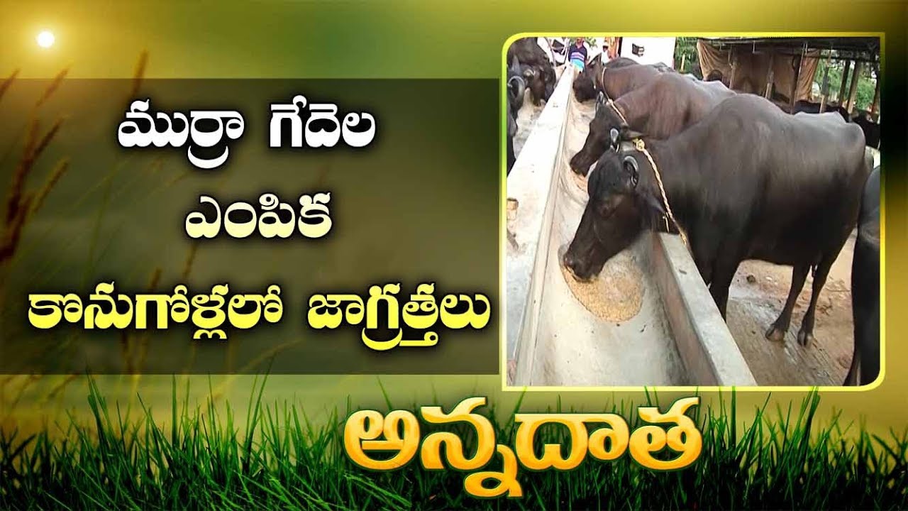 Selection Of Murrah Buffaloes || EtvAnnadata