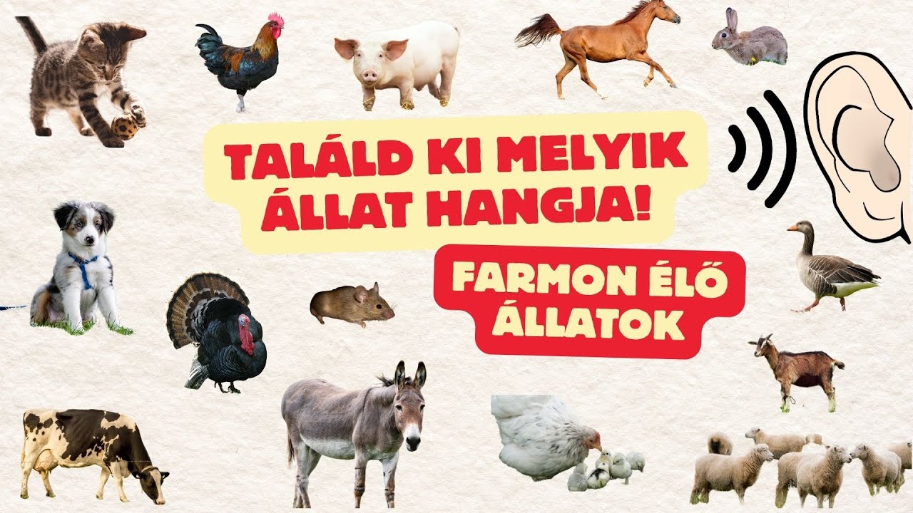 &Aacute;llathang kv&iacute;z #1 farm🏡 | Montessori realisztikus &aacute;llathangok &eacute;s k&eacute;pek