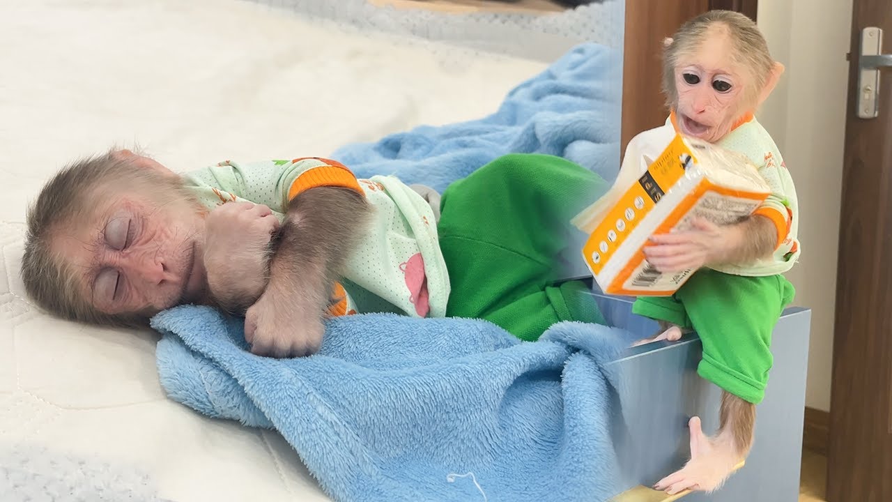 Cubis Monkey falls asleep after causing trouble for Mom!