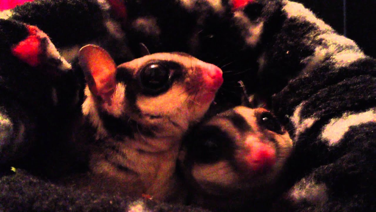 Lucy & Axl (Sugar Gliders)