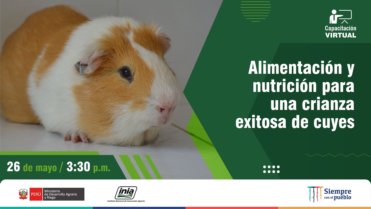 Alimentación y nutrición para una crianza exitosa de cuyes