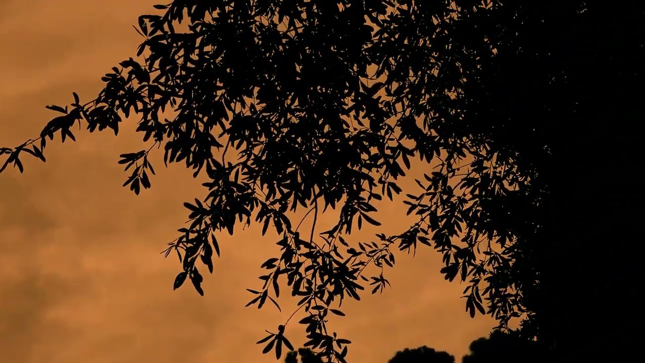 Suburban Wildlife - Observational Documentary