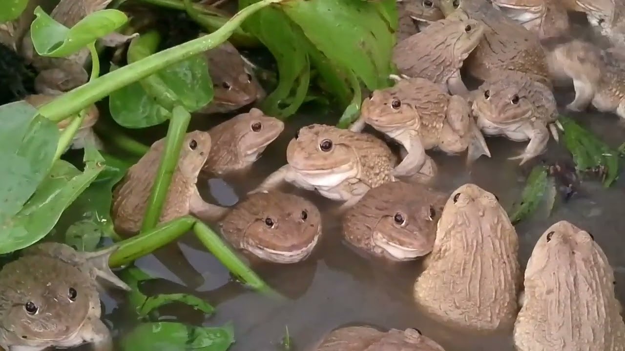 The big frog breeder is very good #frog #Taingchun