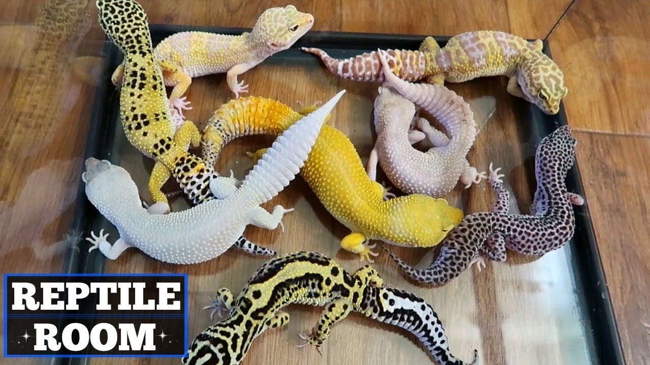 REPTILE ROOM TOUR JULY 2018!!