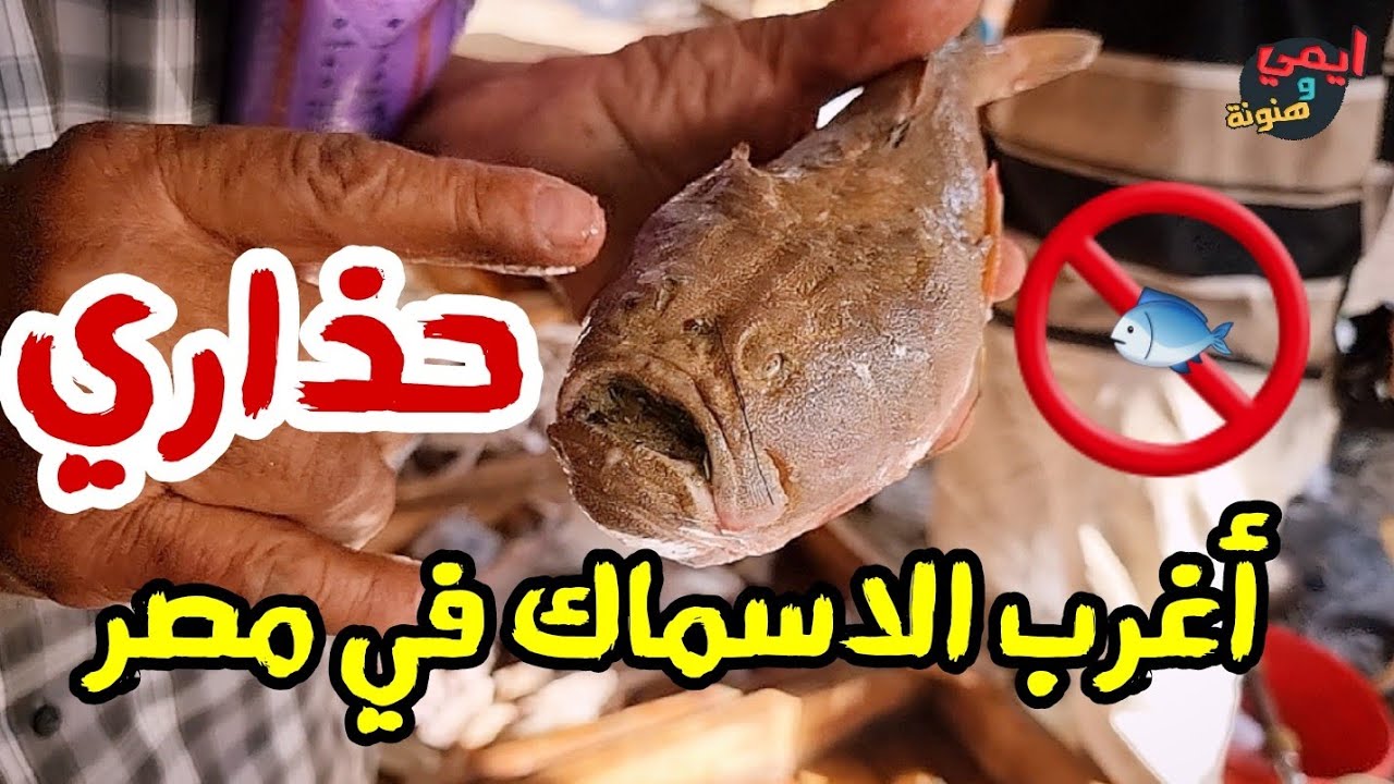 خدوبالكو ياجماعة 🚫 أغرب واخطر الاسماك في مصر 🇪🇬 لو لاقتها في الاسواق
