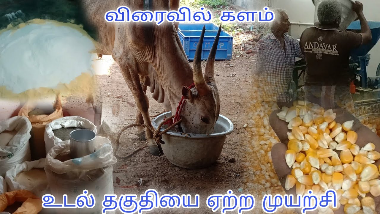 பில்லா பாண்டி களத்துக்கு தயாராகிறான் 🔥🔥 #jallikattu |paayum kaalai |Jallikattu video