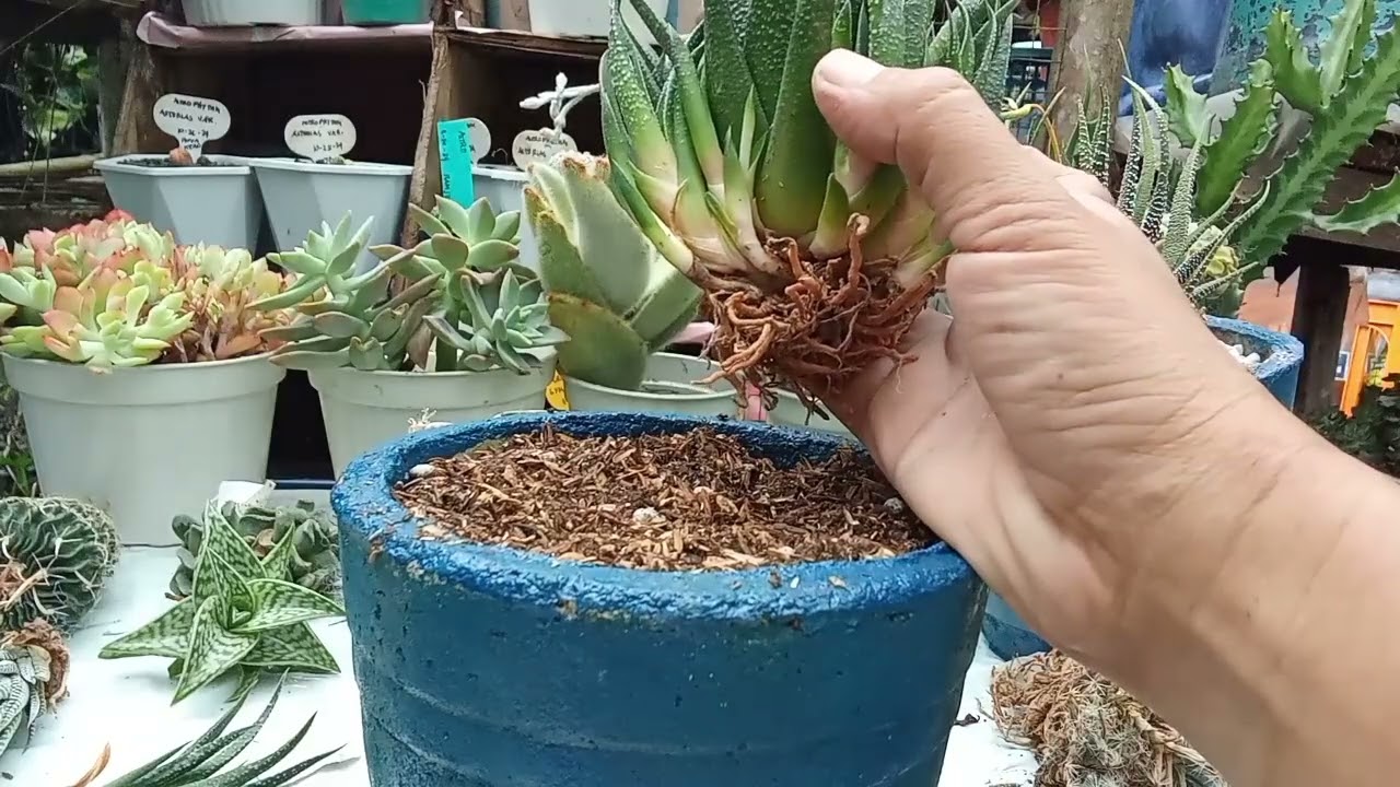 Part 1 : Potting My Haworthia Plant Haul from Qui's Cacti and Succulents #potting #haworthia