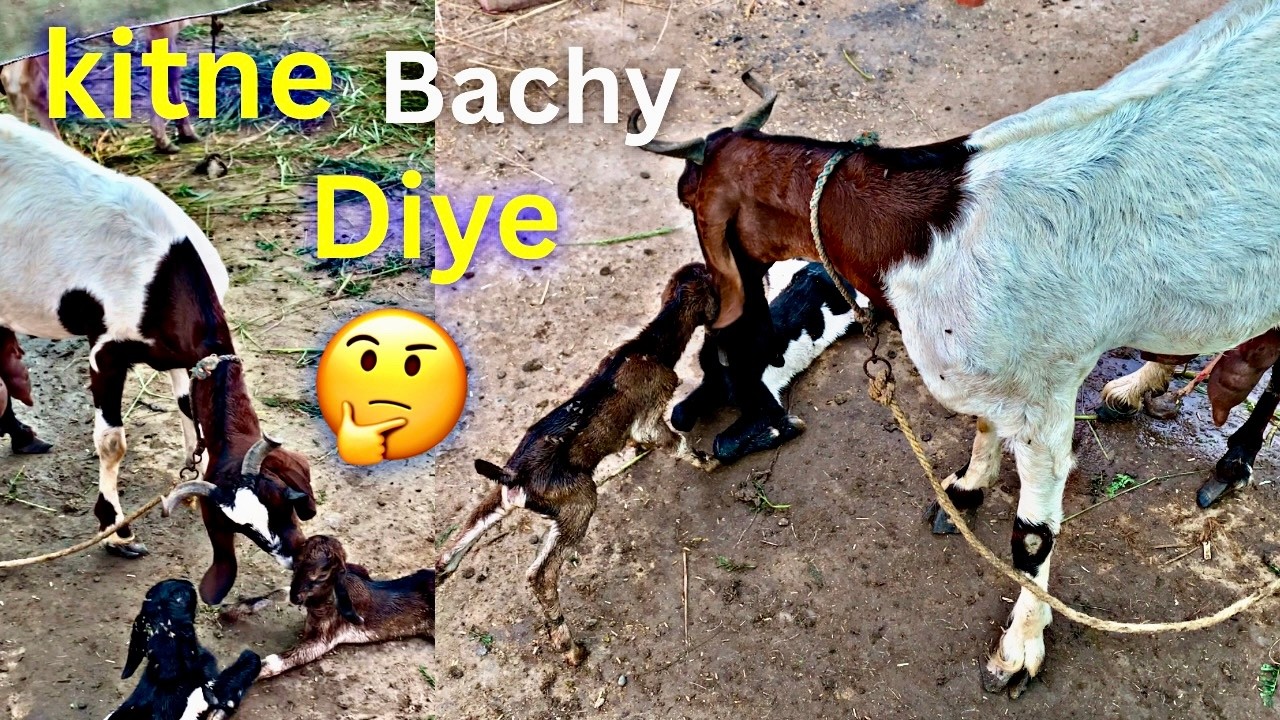 Finally Hamari Bakri Ny Bachy De Diye 😍